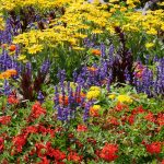 Садовые Растения: красота, польза и уход