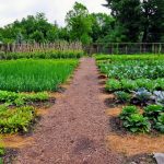 10 советов для успешного и эффективного ухода за огородом
